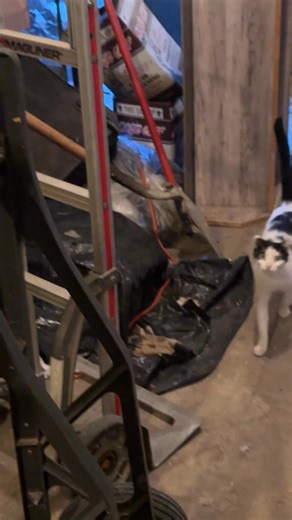 17K views · 1.6K reactions | This is Wonder - an outgoing bodega cat...