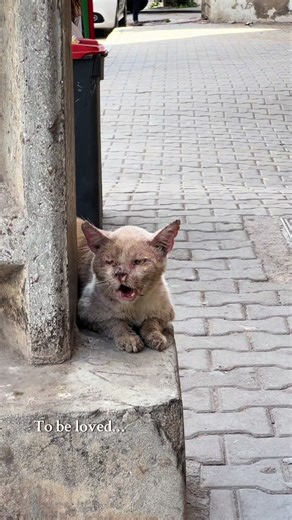 Jack Jack's Journey to a Forever Home