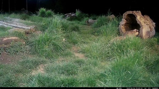 Two badgers fighting at my badger hide in the Scottish Borders near Hawick. This altercation seamed to be two badgers playing to begin with the quickly turned to fighting. | Ron McCombe Wildlife Photography