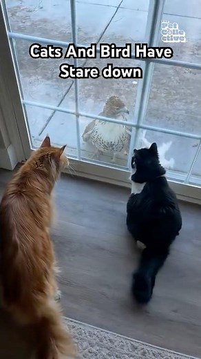 Cats And Hawk Stare At Each Other Through Glass Door