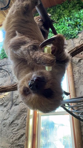 Mango the Sloth Enjoys an Afternoon Snack