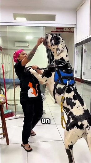 The biggest dog in the world!