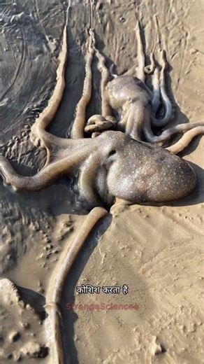 Big vs Small Octopus — The Hole Battle Gets Intense