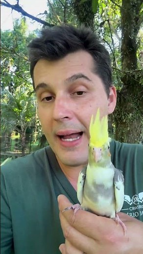 Natural foods for cockatiels