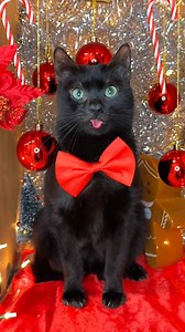 My cat’s first Christmas box photos 🥹 — she did it perfectly and made these greetings so sweet. Living with cats makes our life warmer. Which box is your favorite? Let me know in the comments ! #cats #christmaswishes #petparents #catlover #catpersonality #christmasgreetings | NiceRascals cats