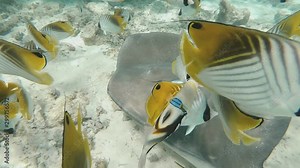 A school of small brightly colored tropical fish swim near a large stingray resting on the bottom of the ocean. Stingray swims up toward camera. Underwater paradise in French Polynesia.