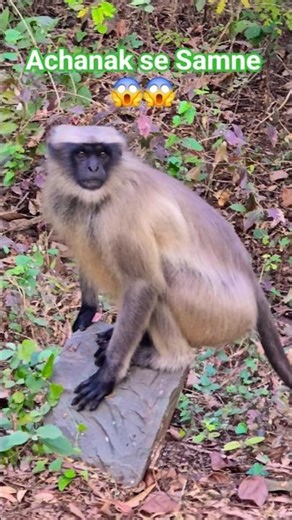 langur ki comedy #shorts #share #subscribe #langur #animals #nature #foryou #shortsfeed #everyone