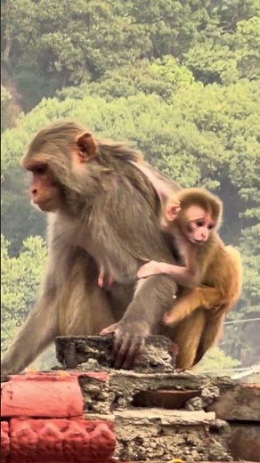 Adorable Baby Monkey: The Punch Playing & Grooming | Japanese Macaque Life