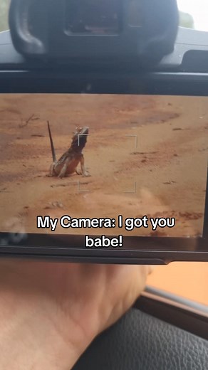 ⚠️Bearded Dragons⚠️ I literally would see nothing without this camera! Haha! Bearded Dragons!! Crowd fav for sure!! 1. They communicate by waving and head-bobbing Beardies have a whole body-language system! A slow arm wave usually means “I’m not a threat.” A fast head bob means dominance, often used by males. Arm waving can also signal submission or responsiveness, with males using it to show subjection to a dominant male and females using it to signal readiness for mating. 2. Their “beard” chan