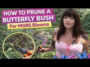 How To Prune a Butterfly Bush For More Blooms #butterfly #pruning #gardening #blooms #howtogarden