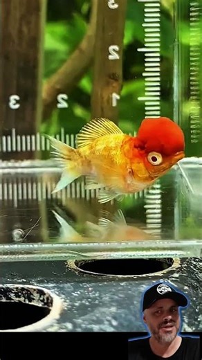 Mollies balloon oranda red cap, does it exist? #fish #aquarium