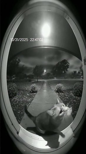 Why Are Cats Afraid of Thunderstorms?