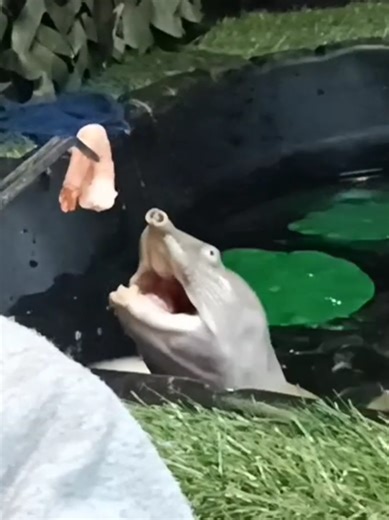 Barry: The Gumball Turtle's Bite Adventure