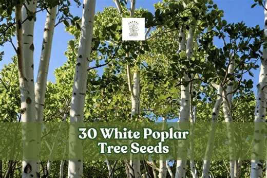 30 White Poplar Tree Seeds | Populus Alba | Fast-growing Ornamental Shade Tree - Etsy