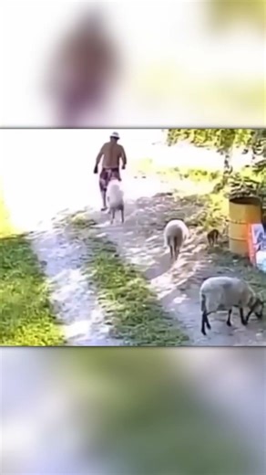 These Rams Hit and Ran in the Funniest Way