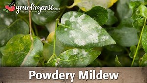 How to Organically Control Powdery Mildew - Organic Gardening Videos