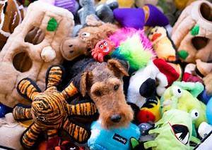 How to Make a Ball Pit for Your Dog! - Miles & Emma