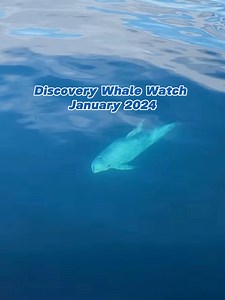 2.7K views · 105 reactions | Diving into 2024 with scenic views and consistent whale sightings. Here’s our January recap! | Discovery Whale Watch | Facebook