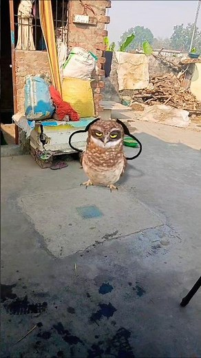 #effect ullu ka funny 🤣 🤣 🤣 video