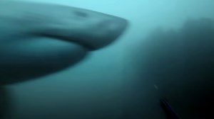 Terrifying GoPro footage shows moment great white shark 'nearly eats' diver