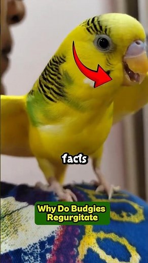 Why Do Budgies Regurgitate 🐦 #budgie #parakeet #birdfacts