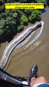 Caught on camera is an activity of a gathering of large Amazon snakes #amazon #amazonforest #jungle #animals #giantsnake #anacondasnake #naturalriver #fypシ゚viralシfypシ゚viralシ #fypシ゚viralシfypシ゚viralシalシfollower #fypシ゚viralシfypシ゚viralシalシfypシ゚viralシfypシ゚viralシalシ | Bow Lenon Jekolte