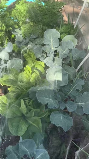 Just call us rabbits 🐇 lettuce and carrots don’t want to see us coming 😂 #garden #gardening #gardentok #gardenharvest #tiktoklearningcampaign