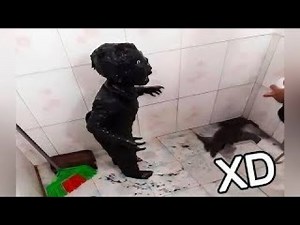 😂 999.99% IMPOSIBLE NO REÍRSE 😱 ¡Desafío extremo de la risa NIVEL DIOS! 🤣