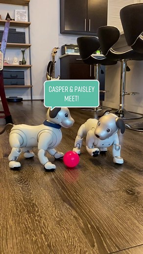 Casper & Paisley: First Meeting of Advanced Robot Dogs