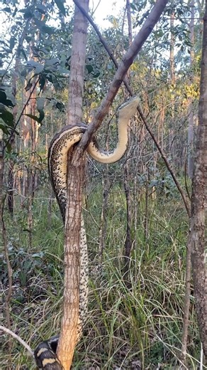 1.7M views · 12K reactions | Another beautiful video captured by our snake catcher, Janelle, featuring a Coastal Carpet Python that was relocated from a home in Nerang  | Snake Catchers Brisbane & Gold Coast 0413 028 081 | Facebook