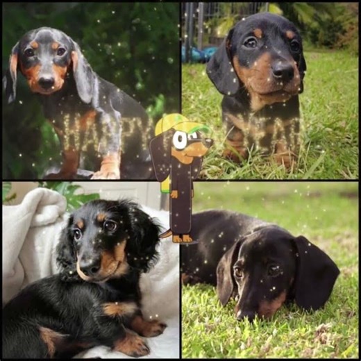 Bluey in Real Life! These Dogs Look Identical
