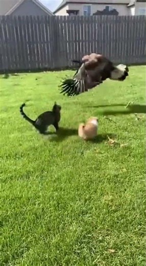 Giant Bird Attacks Puppy In Yard But Fails Due To Cat