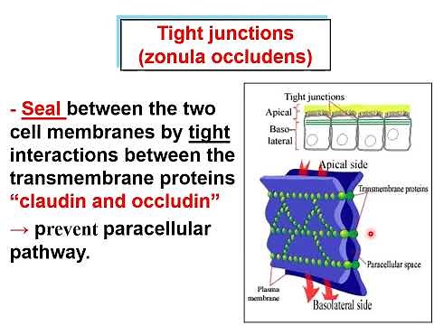 Epithelium- Intercellular junctions & apical cell specializations