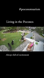 Waking up in the morning and looking out my window to see my neighbors come in for some sugar, water and a snack. #Wildlife #Bears #Poconos #PoconoTourism #RealTreeOutdoors #karasincavage #livinginpoconos | Kara E Sincavage | Facebook