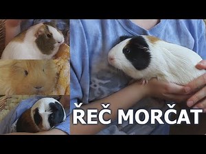 ŘEČ MORČAT při hlazení a chování | AlueButterfly