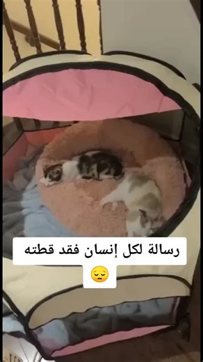 wonderwoman Cats (@wonderwomanideas)’s videos with original sound - wonderwoman Cats