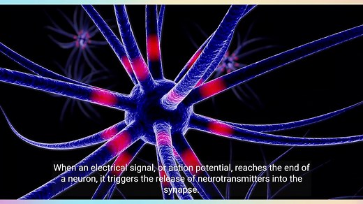 The Fascinating World of Neurotransmission