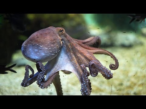 Have fun learning the letter "O" with the Octopus, Ostrich and Owl