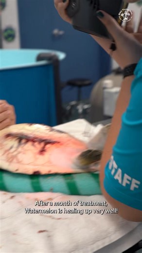 121K views · 5.5K reactions | Watermelon has made incredible progress since arriving with serious injuries from a predation event! After more than a month in rehabilitation, Watermelon’s belly and shell are healing beautifully. Healthy regrowth has formed and Watermelon’s appetite is staying strong!  Adopt Watermelon: https://ow.ly/kTlI50OX5oO | Sea Turtle, Inc | Facebook