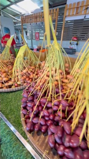 Fresh Date Palm fruits at Preecha Date Palm Garden Nonthaburi Province Thailand