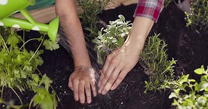 New BAND-AID® Brand SKIN-FLEX™ Adhesive Bandages dry almost instantly, making them our best bandages yet for your green thumbs. | BAND-AID Brand