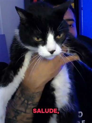 tatto terminator se ve que es un gato con mucha personalidad 😹😻 #realteam #tattoxtreme #gato #humor #gatostiktokers @Tattoxtreme