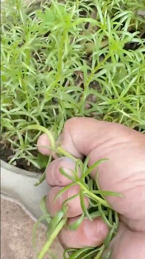 🌿💕🌱Very easy tips to grow portulaca plants 🌿💕🌿