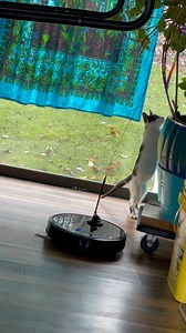 156K views · 1.1K reactions | Robot Vacuum Doubles as Kitten Babysitter | Animal Lovers | Facebook