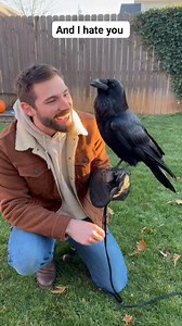 I love you.. #raventalking #pets #crow #scary | Reven