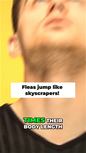 Fleas Jump HUGE! Humans Could Reach Empire State Building! #shorts
