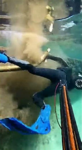 😱 GIANT EEL ATTACK: Terrifying Spearfishing Encounter! 🐍🌊