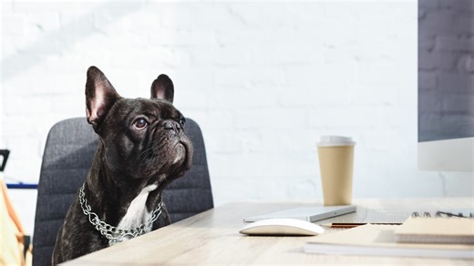 What are the benefits of bringing your dog to work?