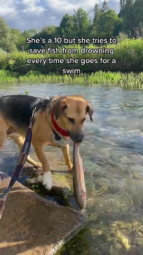 Lifeguard in another life #fyp #foryou #dogsoftiktok #dogtok #trending #dog #rescue