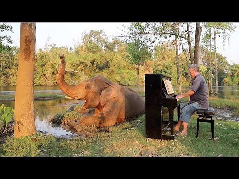 Calm Piano Music Relaxes Restless Bull Elephant